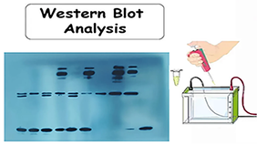 Is Heating Sample Skippable for Western Blotting?