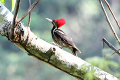 Woodpeckers Bang Their Head a Lot: Do They Develop Brain Disease?