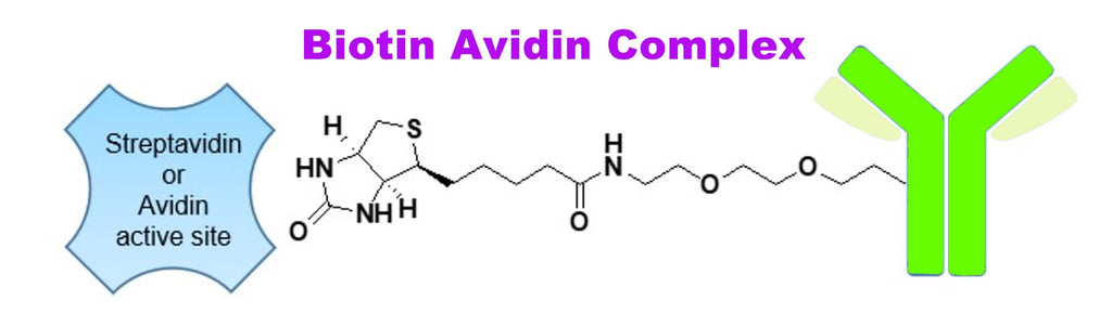 Biotin and its Application in Molecular Biology