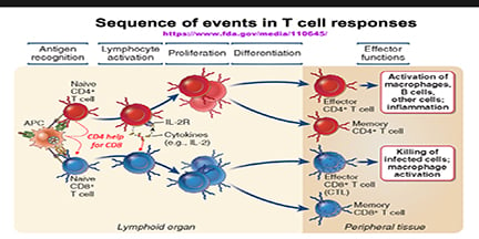 Overview of T Cells
