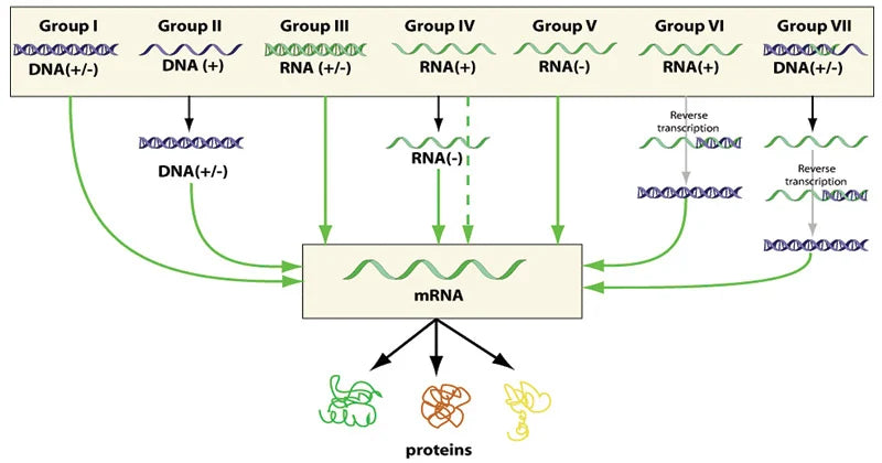 Insight Into Viruses (3): The RNA Virus