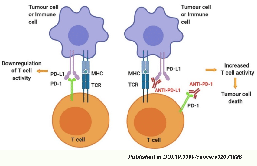 Anti-PD-1 /PD-L1 Therapy and its Application Limits