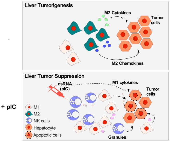 An Unexpected Candidate in the Search for Liver Cancer Therapies