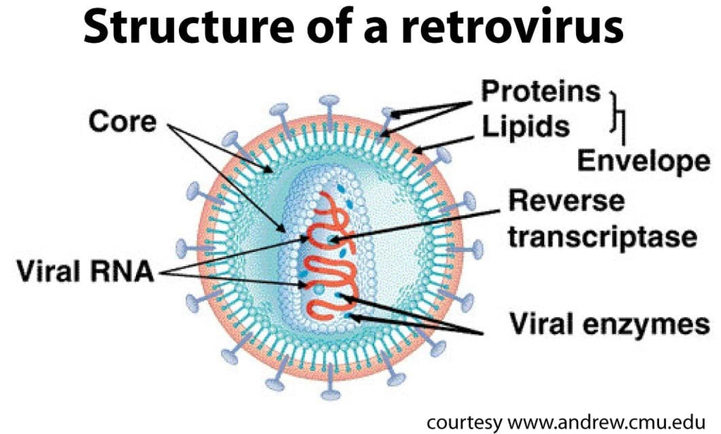Insight into Viruses (4): The Reverse Transcribing Viruses