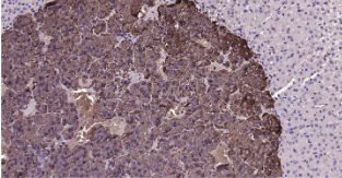 Immunohistochemical analysis of paraffin embedded mouse adrenal gland tissue slide using IHC0201M (Mouse CHGA IHC Kit).