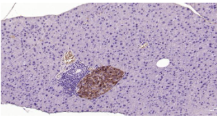 Immunohistochemical analysis of paraffin embedded mouse pancreas tissue slide using IHC0201M (Mouse CHGA IHC Kit).