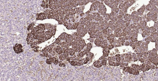 Immunohistochemical analysis of paraffin embedded rat adrenal gland tissue slide using IHC0201R (Rat CHGA IHC Kit).