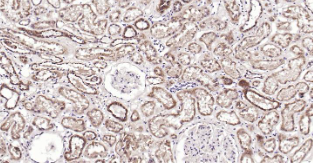 Immunohistochemical analysis of paraffin embedded human kidney tissue slide using IHC0202H (Human CRIM1 IHC Kit).