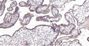 Immunohistochemical analysis of paraffin embedded human placenta tissue slide using IHC0202H (Human CRIM1 IHC Kit).