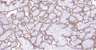 Immunohistochemical analysis of paraffin embedded human placenta tissue slide using IHC0203H (Human TFRC IHC Kit).