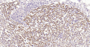 Immunohistochemical analysis of paraffin embedded mouse placenta tissue slide using IHC0203M (Mouse TFRC IHC Kit).

