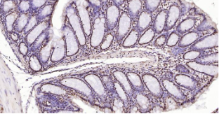 Immunohistochemical analysis of paraffin embedded mouse colon tissue slide using IHC0204M (Mouse Phospho-SRF (Ser77) IHC Kit).