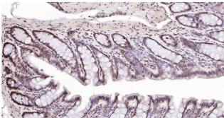 Immunohistochemical analysis of paraffin embedded rat colon tissue slide using IHC0204R (Rat Phospho-SRF (Ser77) IHC Kit).