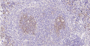 Immunohistochemical analysis of paraffin embedded mouse spleen tissue slide using IHC0206M (Mouse NFKB p65 IHC Kit).
