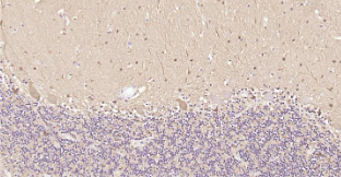 Immunohistochemical analysis of paraffin embedded human cerebellum tissue slide using IHC0207H (Human PGP9.5 IHC Kit).