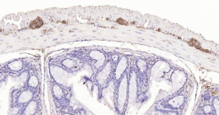 Immunohistochemical analysis of paraffin embedded mouse colon tissue slide using IHC0207M (Mouse PGP9.5 IHC Kit).