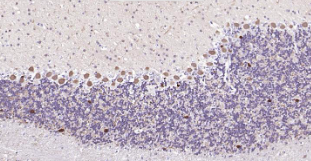Immunohistochemical analysis of paraffin embedded rat cerebellum tissue slide using IHC0207R (Rat PGP9.5 IHC Kit).