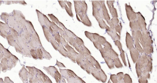 Immunohistochemical analysis of paraffin embedded mouse skeletal muscle tissue slide using IHC0208M (Mouse MYH1 IHC Kit).